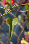 Carolina coralbead